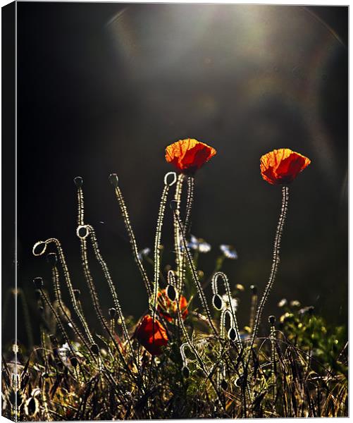 Backlit poppies Canvas Print by Dawn Cox