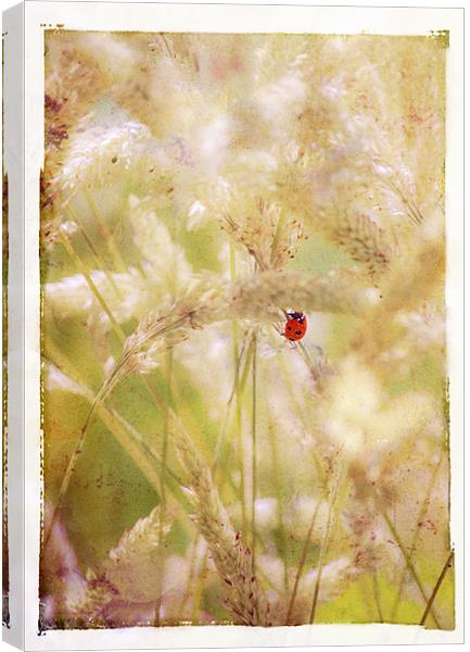 Ladybird Ladybird fly away home Canvas Print by Dawn Cox