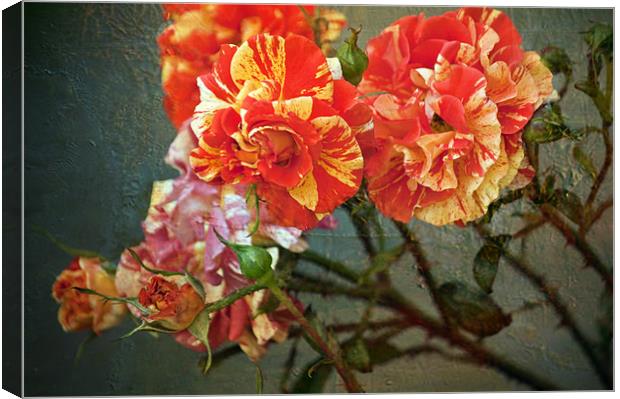 Vintage Rose Canvas Print by Dawn Cox