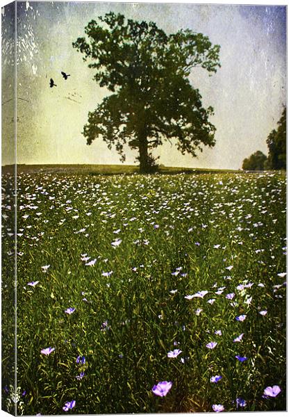 wildflower meadow Canvas Print by Dawn Cox
