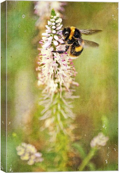 collecting pollen Canvas Print by Dawn Cox