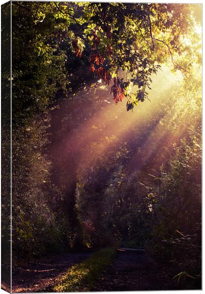 Down the lane Canvas Print by Dawn Cox