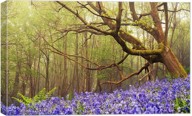 Giant among the Bluebells Canvas Print by Dawn Cox