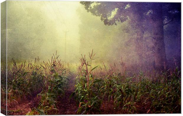 lost in the field Canvas Print by Dawn Cox