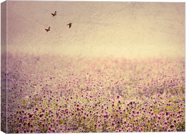 Field of Clover Canvas Print by Dawn Cox