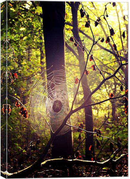Caught in  Web Canvas Print by Dawn Cox