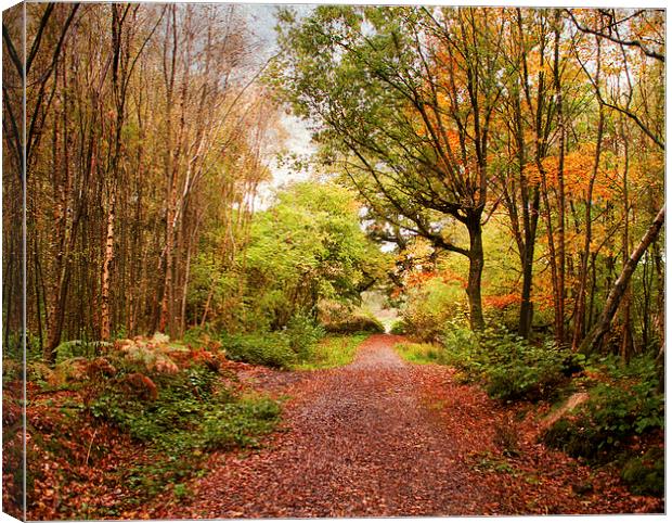 Copper pathway Canvas Print by Dawn Cox
