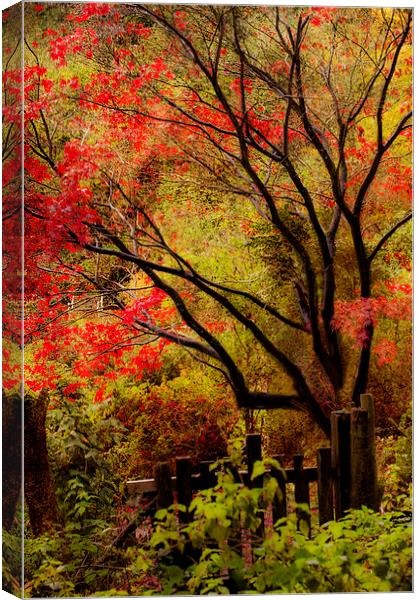 The last flames of Autumn Canvas Print by Dawn Cox