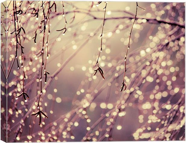 Natures Fairy Lights Canvas Print by Dawn Cox