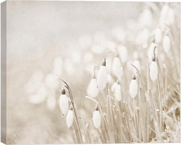 Whiter shade of pale Canvas Print by Dawn Cox