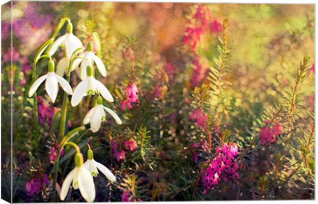Snow drop and Heather Canvas Print by Dawn Cox