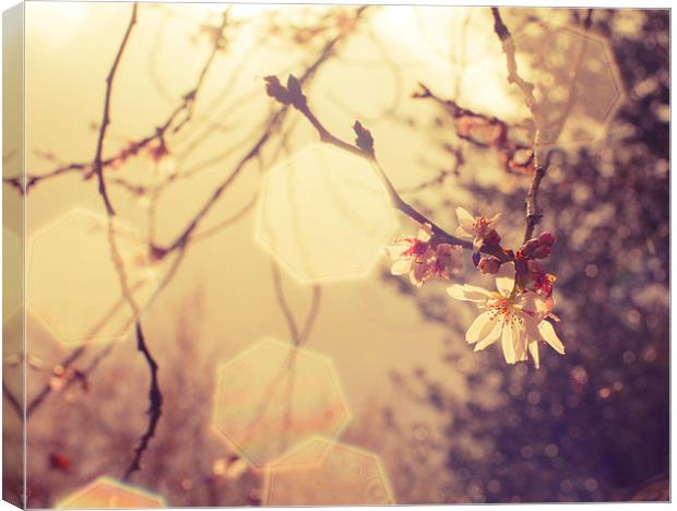 Spring Bokeh and Blossom Canvas Print by Dawn Cox