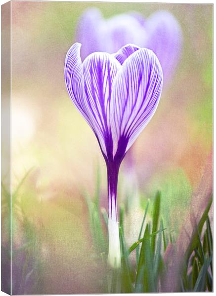 Purple Crocus Canvas Print by Dawn Cox