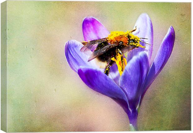 Pollen Collecting Canvas Print by Dawn Cox