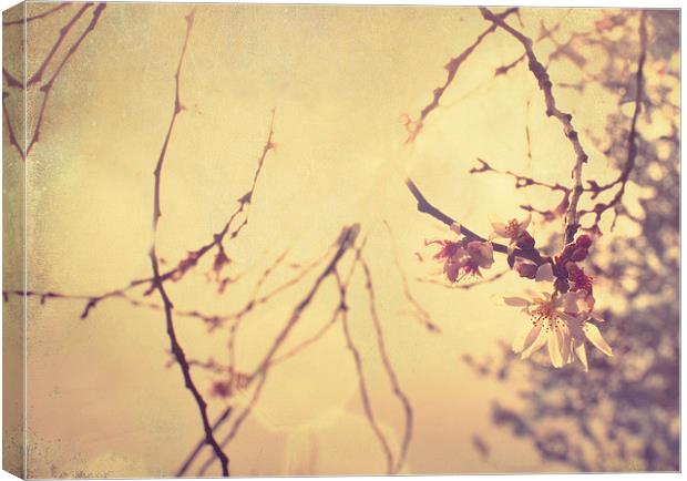 Vintage Blossom Canvas Print by Dawn Cox