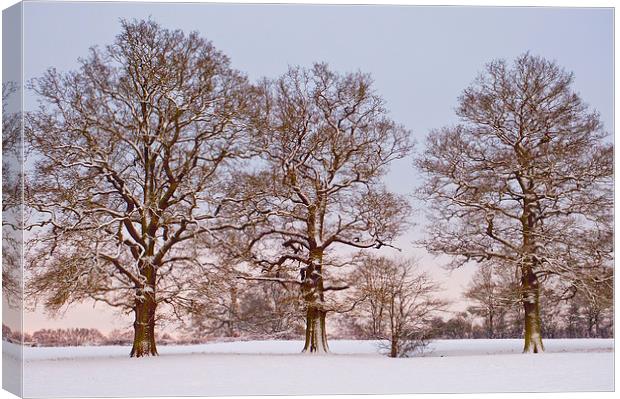 Three trees in snow Canvas Print by Dawn Cox