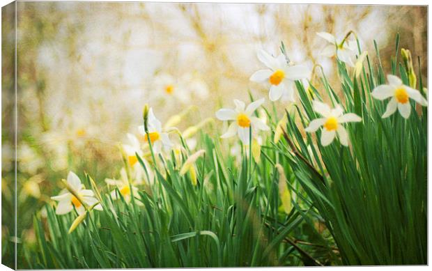Spring Daffodils Canvas Print by Dawn Cox