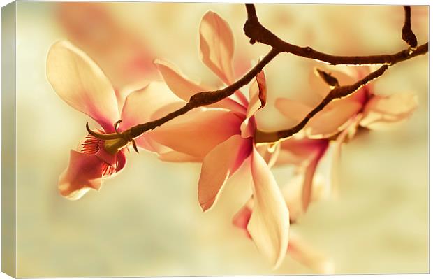 Spring Magnolia Canvas Print by Dawn Cox