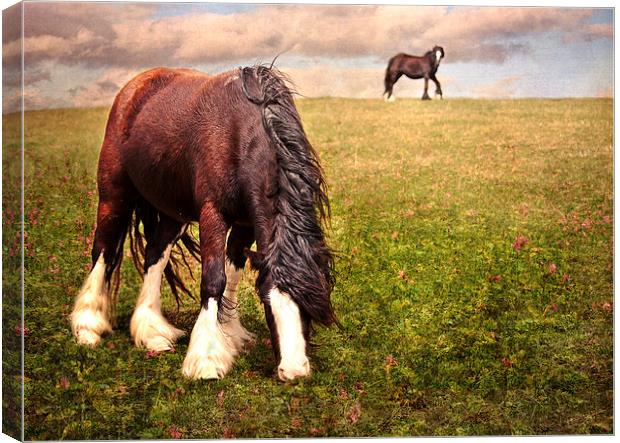 Grazing Horse Canvas Print by Dawn Cox
