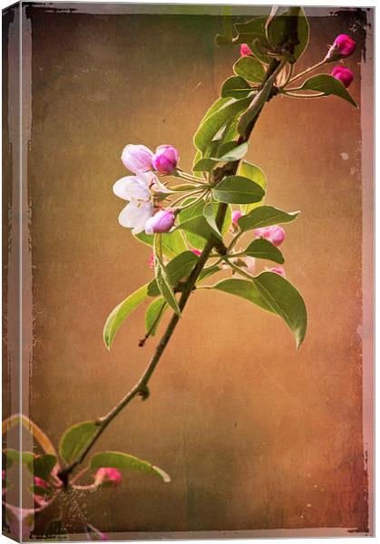 Blossom Bough Canvas Print by Dawn Cox