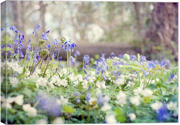 Tread Softly Canvas Print by Dawn Cox