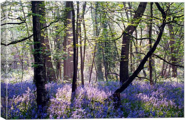 Morning light on Bluebell Woodland Canvas Print by Dawn Cox