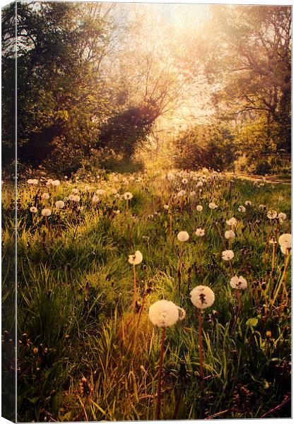 Where the Wild Things Grow Canvas Print by Dawn Cox