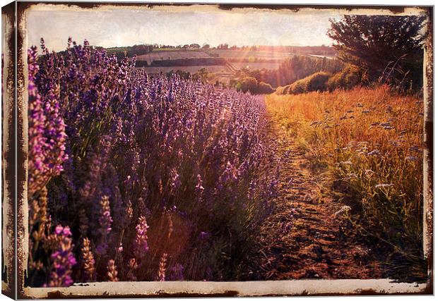 Sunlight on lavendar field Canvas Print by Dawn Cox