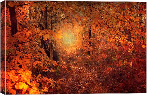  Fairy Pathway Canvas Print by Dawn Cox