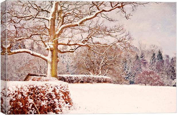 Winter Scene  Canvas Print by Dawn Cox