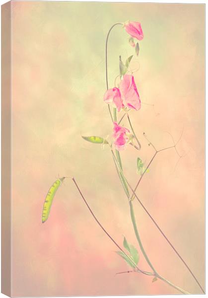  Sweet Pea Canvas Print by Dawn Cox