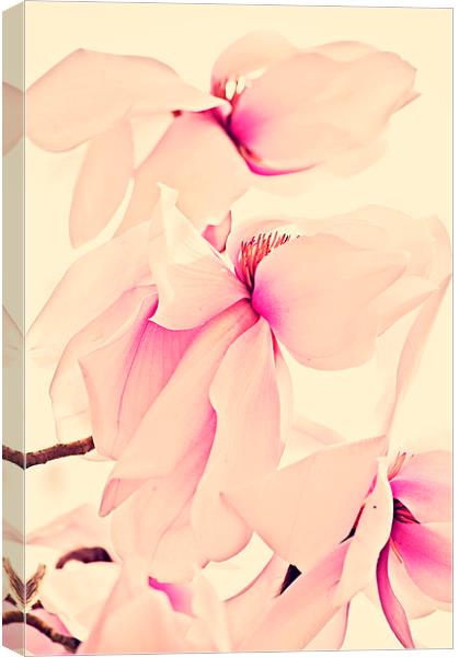Pink Beauty  Canvas Print by Dawn Cox