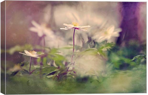  Wood Anemones Canvas Print by Dawn Cox