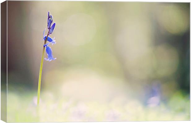 Bluebell standing  alone Canvas Print by Dawn Cox