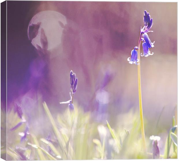 Purple Haze of Bluebells  Canvas Print by Dawn Cox