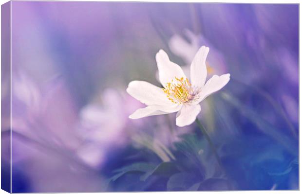 Wood Anemone flower towards the Light Canvas Print by Dawn Cox