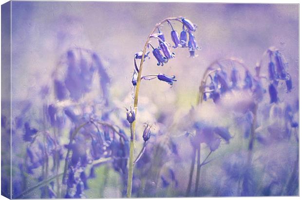  Pretty Bluebells Canvas Print by Dawn Cox