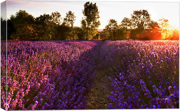  Early morning Lavender field Canvas Print by Dawn Cox