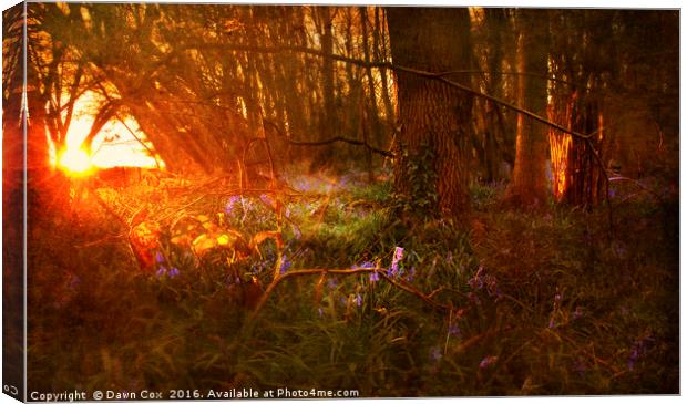 Sunrise over Bluebell Woodland Canvas Print by Dawn Cox