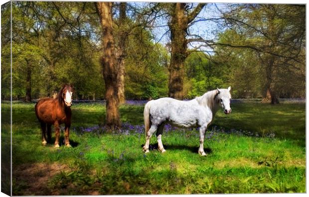 Horses with Bluebells Canvas Print by Dawn Cox