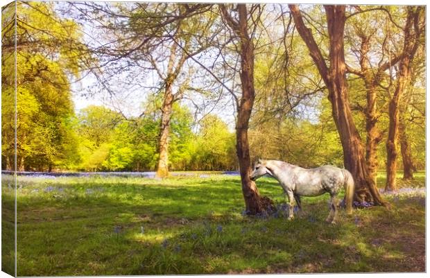 White Horse in  kent meadow Canvas Print by Dawn Cox