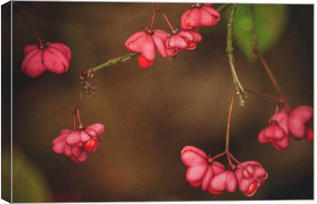 Pink Spindle Canvas Print by Dawn Cox