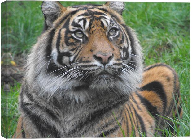 tiger waiting for next meal Canvas Print by Pauline Green