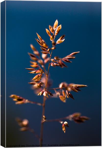 Grass on Sea Canvas Print by Izzy Standbridge