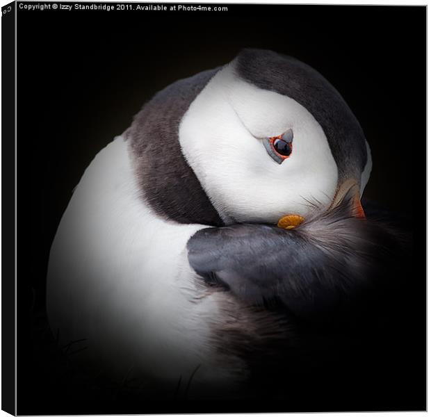 Puffin at rest (2) Canvas Print by Izzy Standbridge