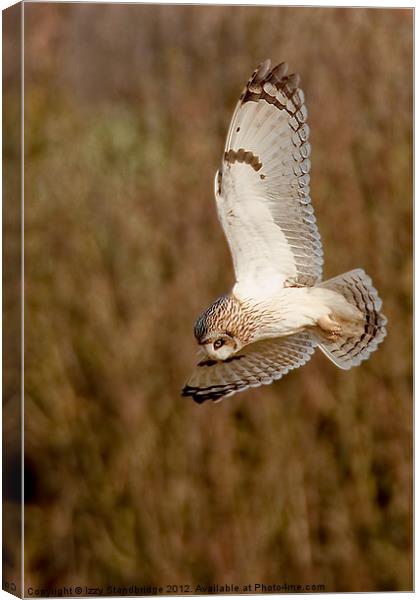 Owl hovering Canvas Print by Izzy Standbridge