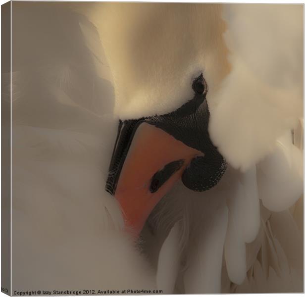 Soft swan close up Canvas Print by Izzy Standbridge