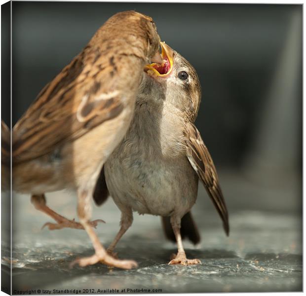 Sparrow Mother and Baby Canvas Print by Izzy Standbridge