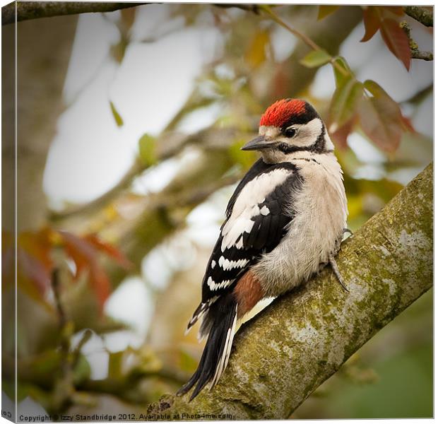 Great Spotted Woodpecker Fledgling Canvas Print by Izzy Standbridge