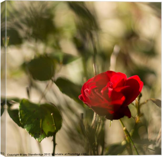 Red rose on the wall Canvas Print by Izzy Standbridge